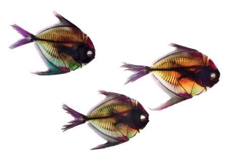 Cleared and stained fish by Link Morgan