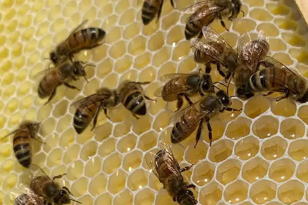 bees close-up