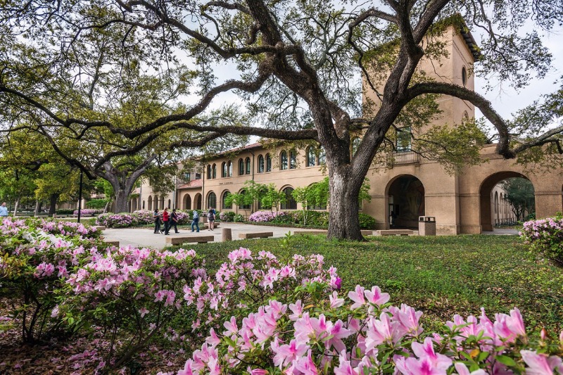 photo: trees on campus