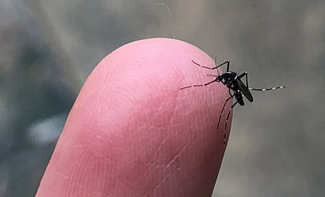mosquito on tip of finger