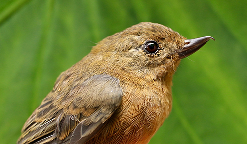 close up of the South American flowerpiercer