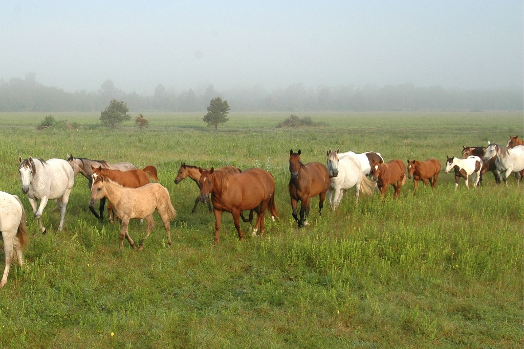 horses walking in field