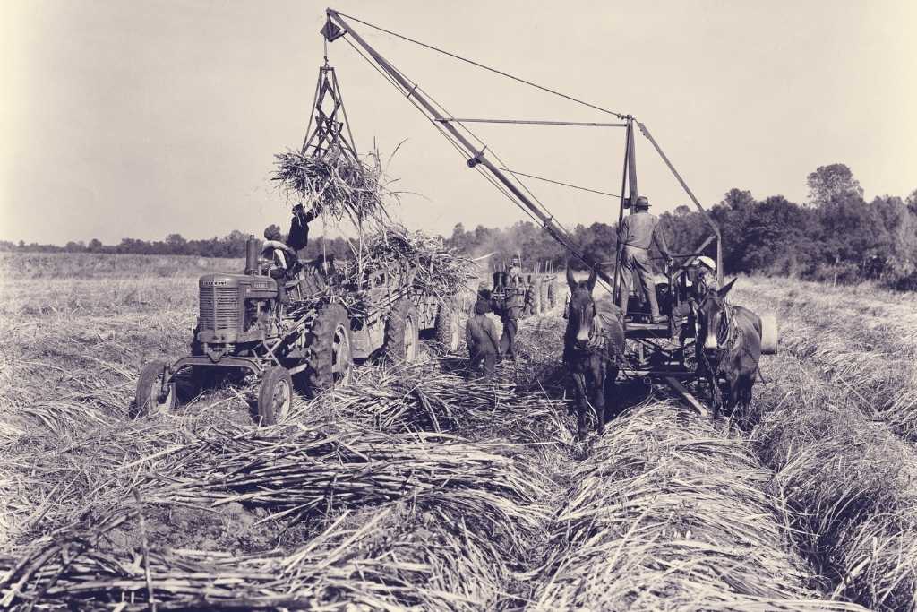 sugar cane demo