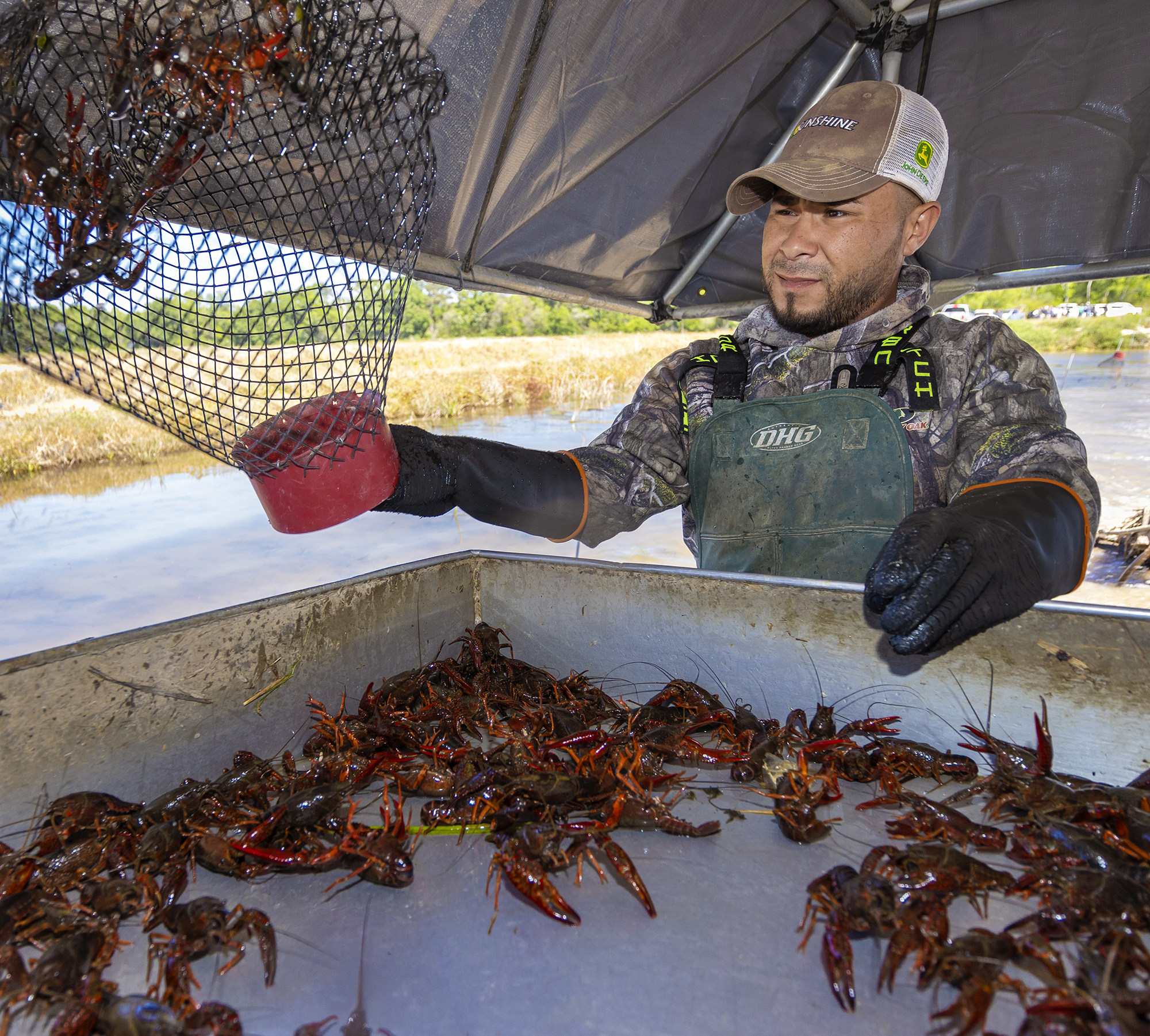 Red Swamp Crawfish