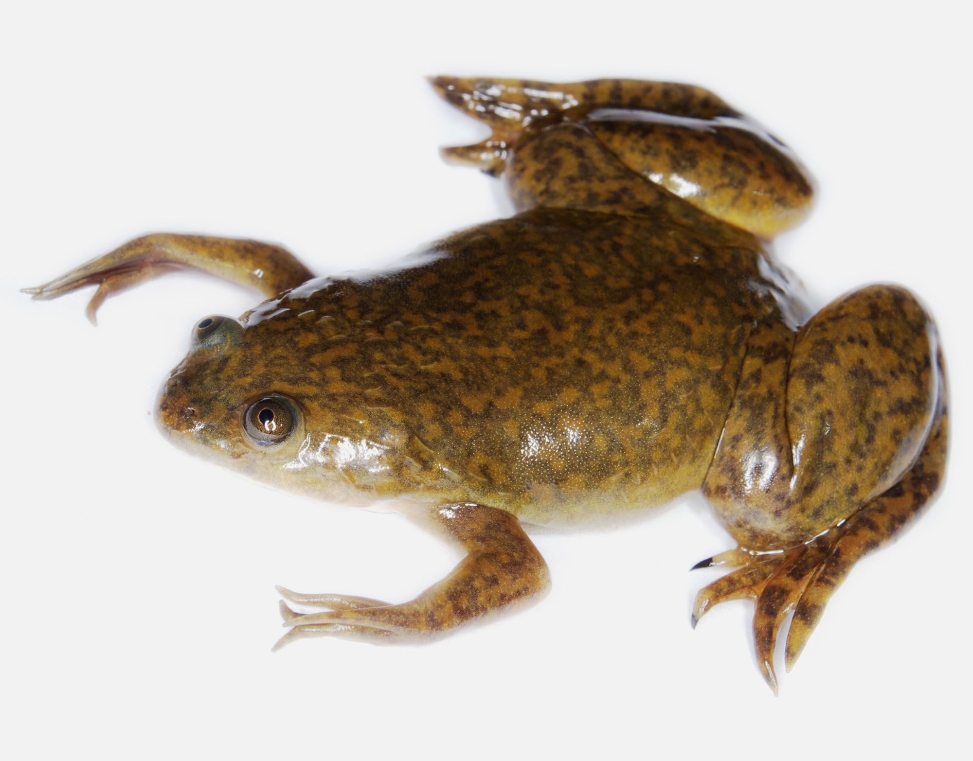 African Clawed Frog