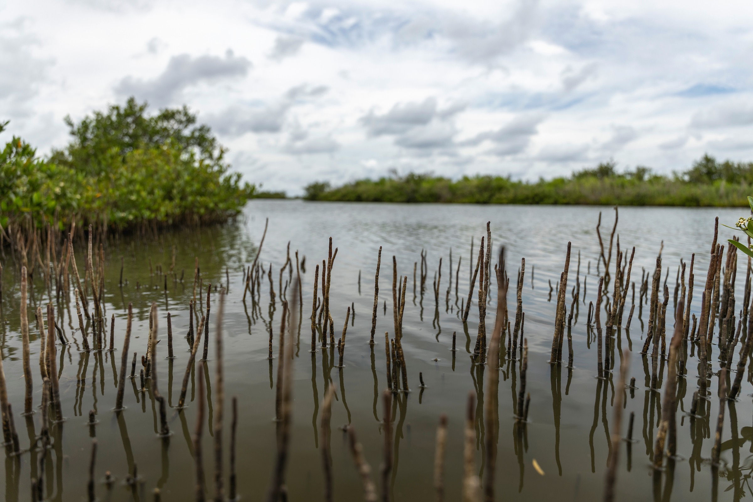 black mangrove black mangrove