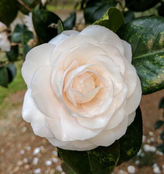 Camellia japonica "The Bride"