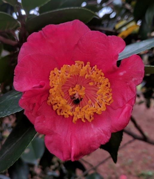 Camellia "Higo-hagaromo"