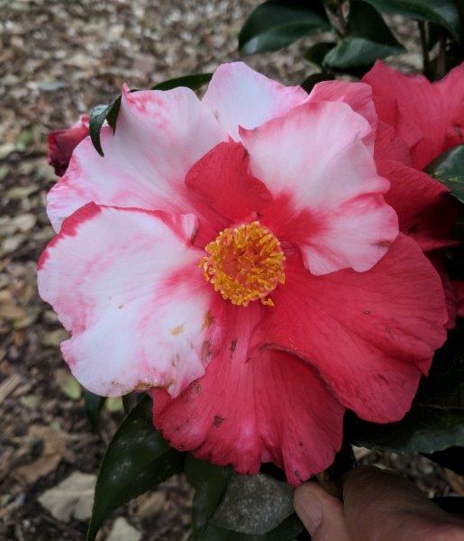 Camellia japonica "Gary's Red Var"