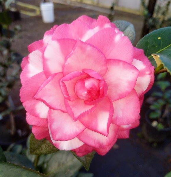 Camellia japonica Campari Rose Var