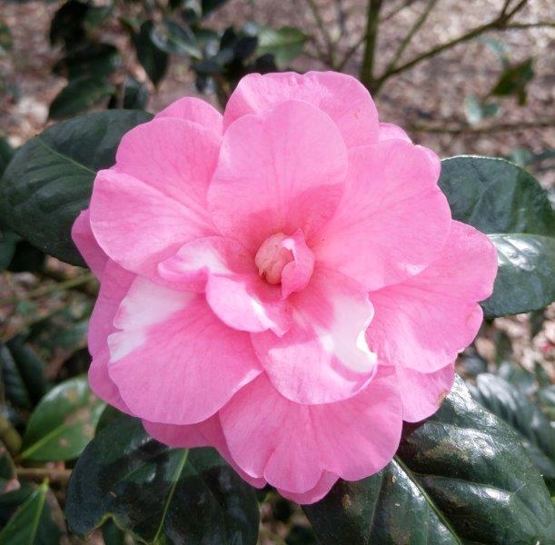 Camellia reticulata "Hank Stone"