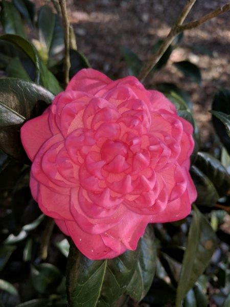 Camellia japonica "Dr. Henry B. Harvey"