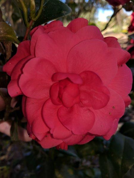 Camellia japonica "Sweet Lara"