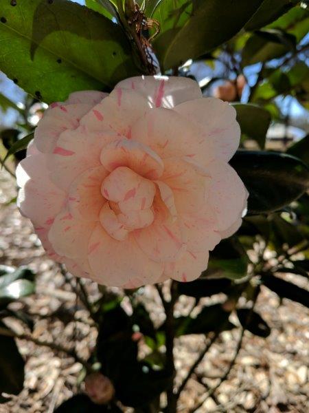 Camellia Japonica "Matthew Cooper"