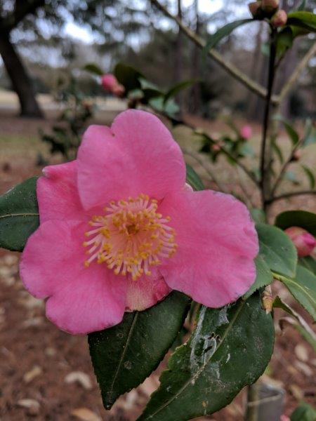 Camellia hybrid "Salut"