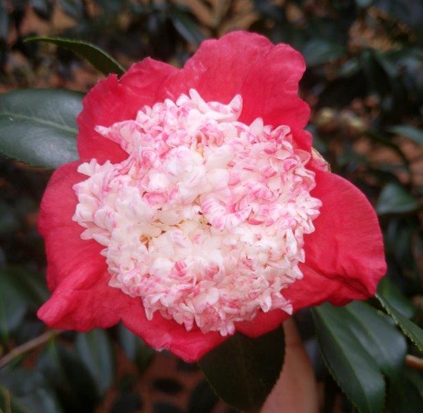 Camellia japonica "Kumagai Nagoya"