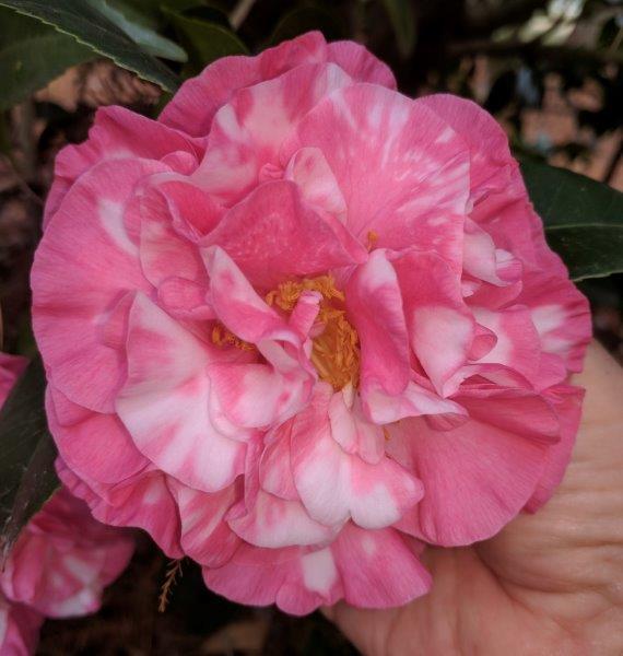 Camellia japonica "Marie Bracey Var"