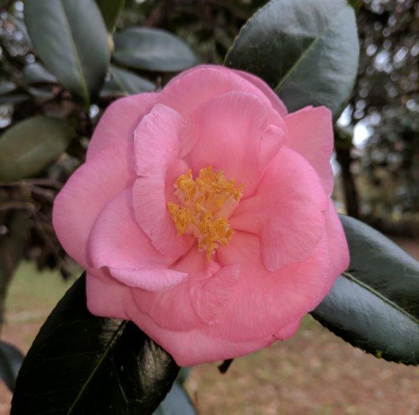 Camellia japonica "Hanafuki"
