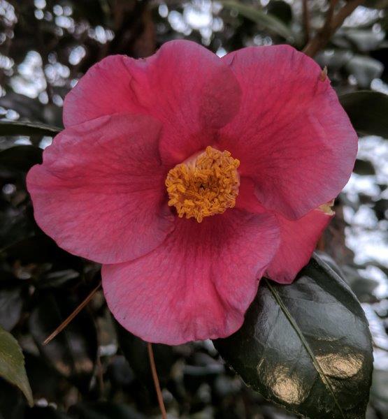 Camellia japonica "Koshigoshi"