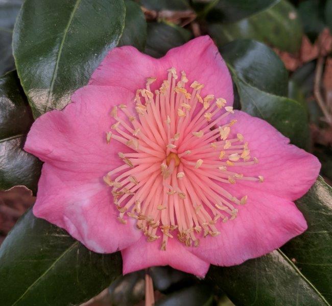 Camellia japonica "Taiheiraku"