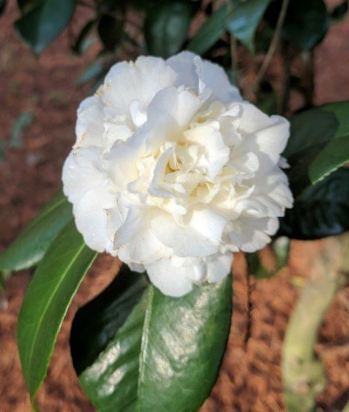 Camellia japonica "Kondo's Seedling"