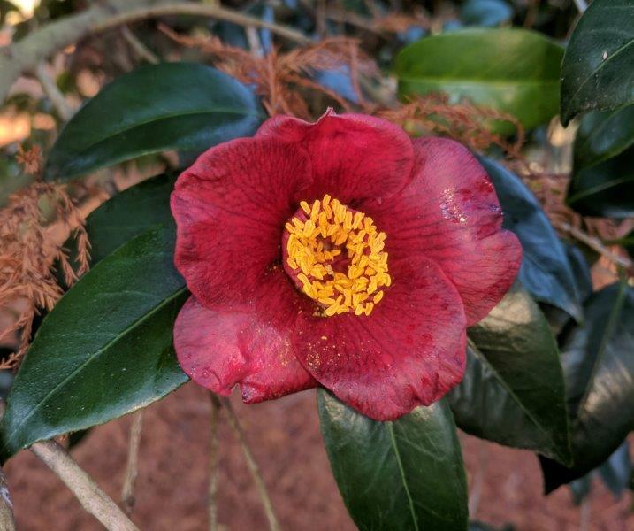 Camellia wabisuke "Kon Wabisuke"