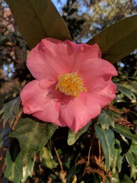 Camellia japonica "Kingyo tsubaki"