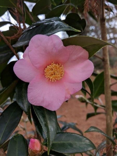 Camellia wabisuke "Sukiya"
