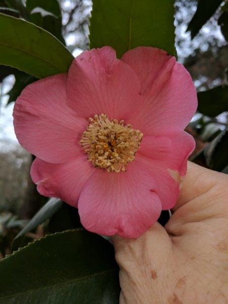 Camellia japonica "Kingyo Tsubaki"