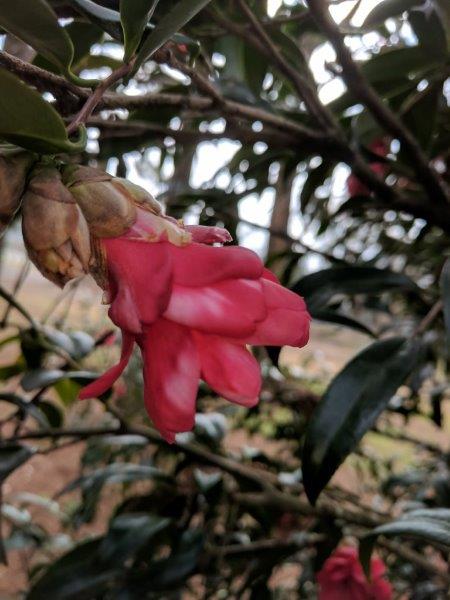 Camellia japonica "Hakuhan Kujaku"