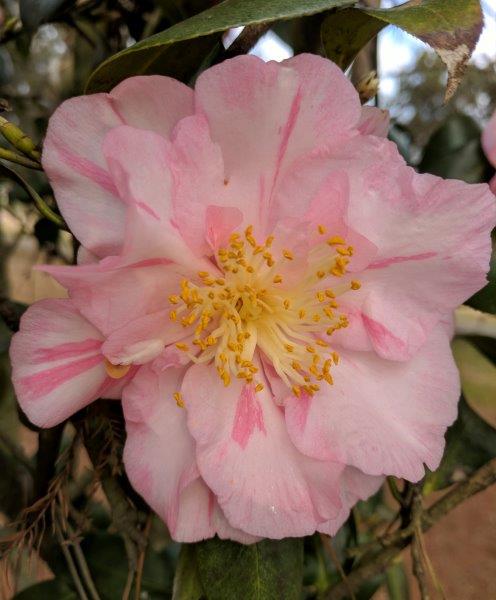 Camellia japonica "Oki-no-asahi"