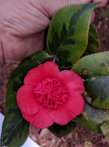 Camellia japonica "Kifurkurin Benikarako"