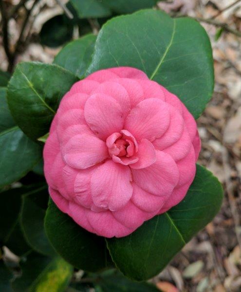 Camellia japonica "Janie Dover"