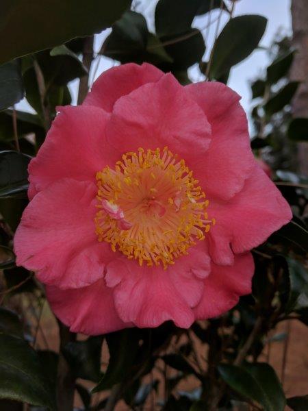 Camellia japonica "Michelle Cooper"