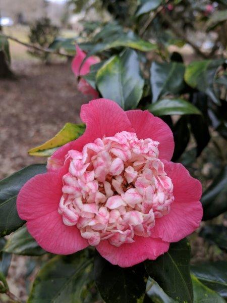 Camellia japonica "Momoiro Bokuhan"