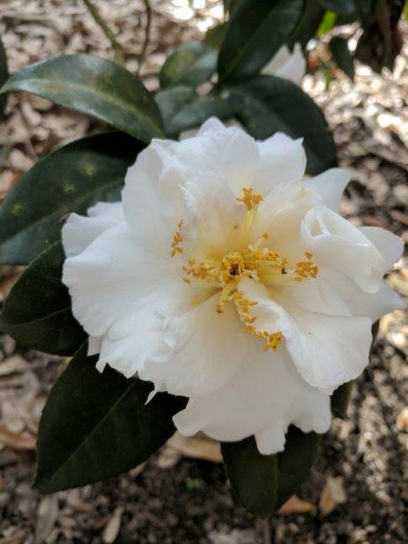 Camellia japonica "Hody Wilson's White Fragrant"