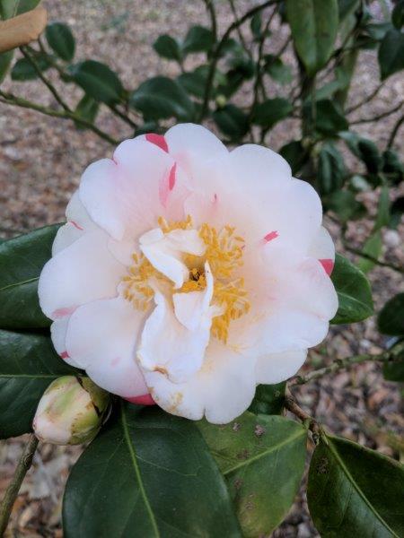 Camellia japonica "Hank's Choice"