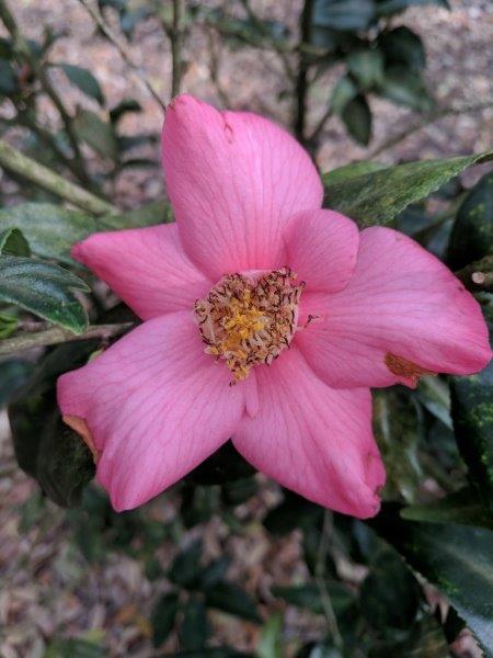 pink star-like petals