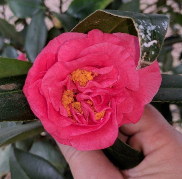 Camellia japonica "Hank's Choice"