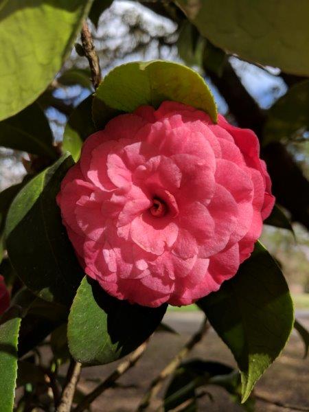 Camellia japonica "Tom Thumb Sport"