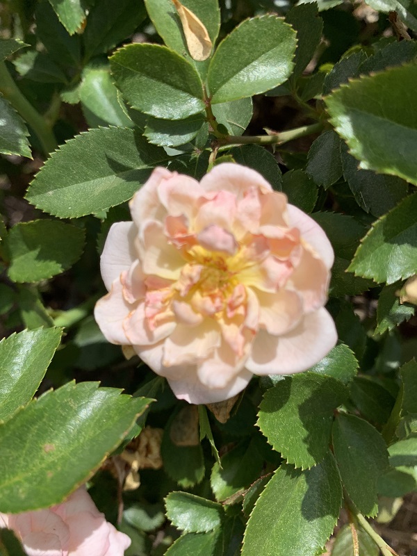 apricot rose