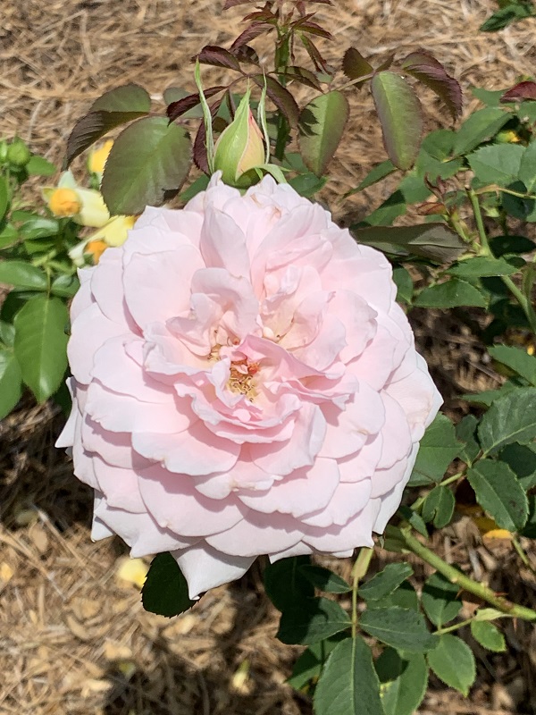 light pink rose