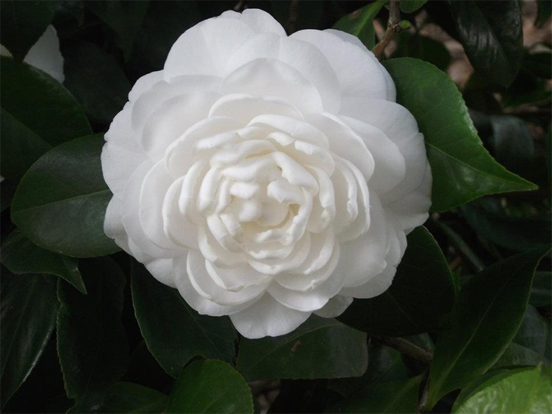 photo: blooming white camellia
