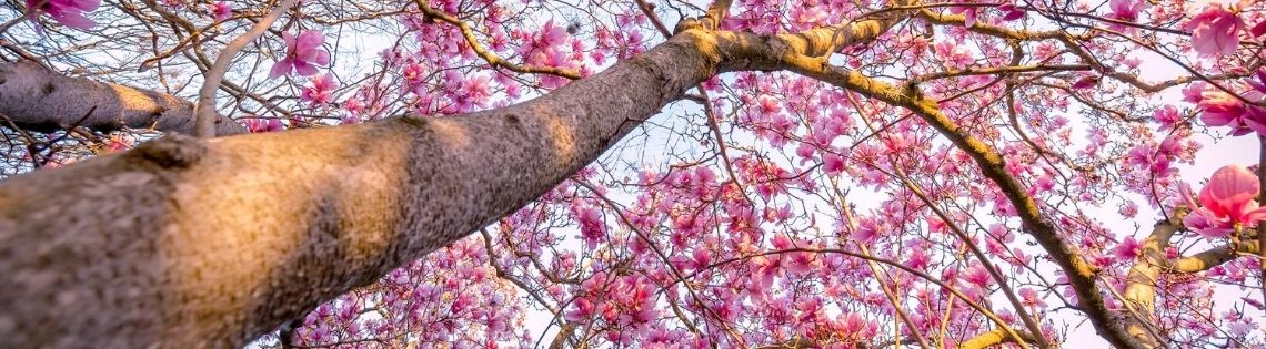 photo of the canopy of a Japanese magnolia tree