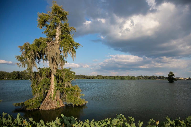 A cypress tree in a lake