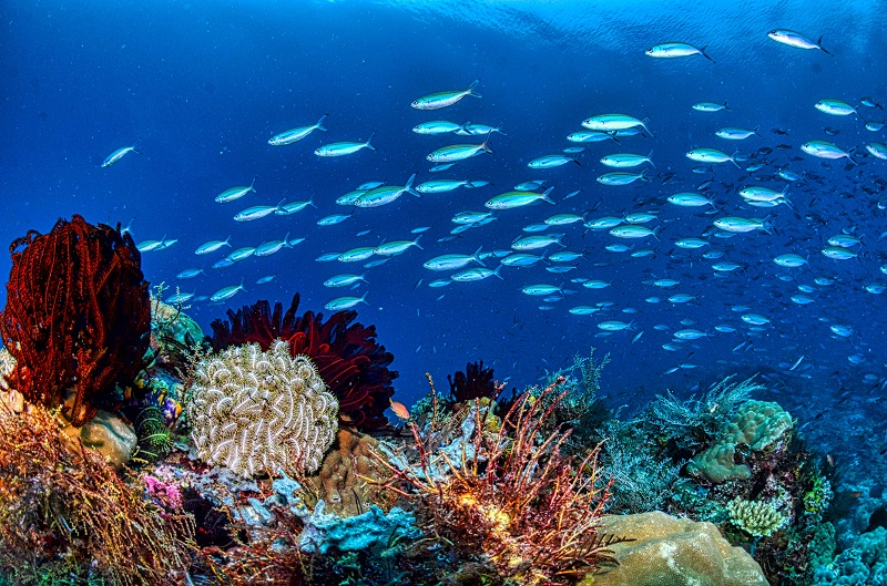 A school of fish over a coral reef on the Department of Oceanography & Coastal Studies website