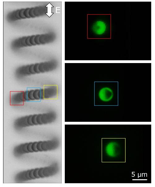 Researchers from LSU developed a technique to mimic the helical motion of spermatozoa in micron-sized particles (left). The helical motion in the electric field is achieved by introducing a triangular metal patch on a spherical particle (right). Image credit: Jin Gyun Lee and Bhuvnesh Bharti. 