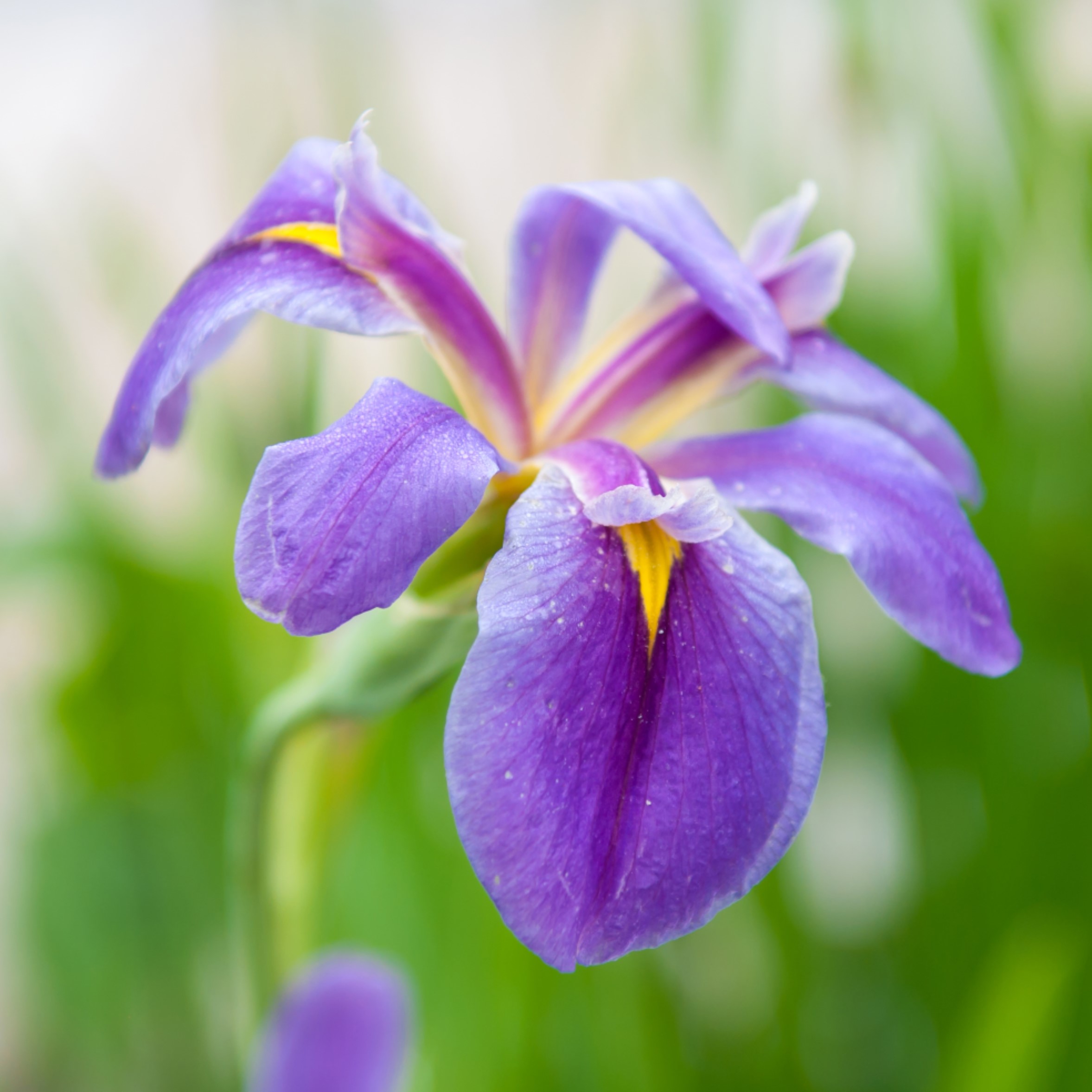 Picture of Purple Flower