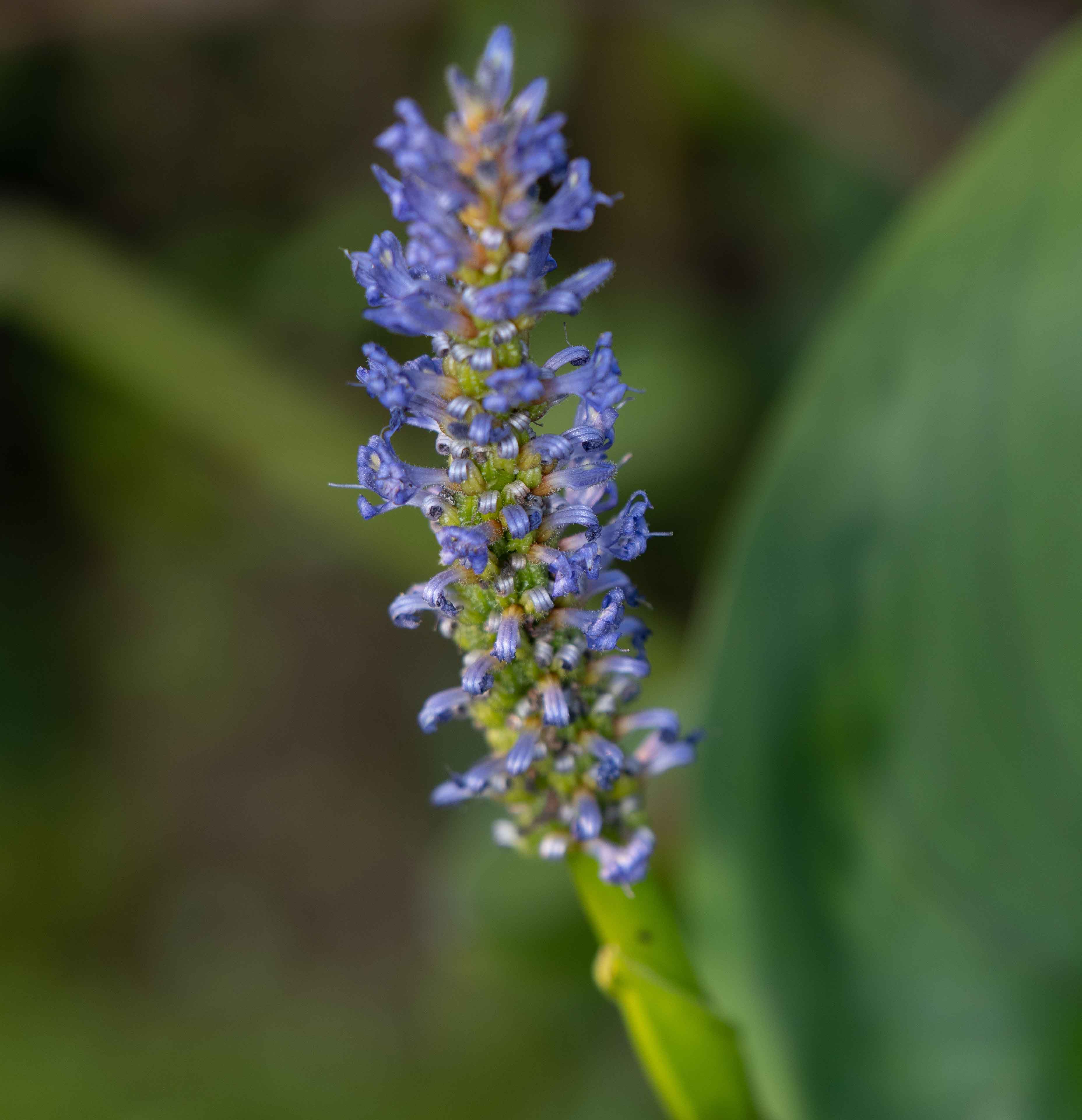 bloom of pickerelweed plant