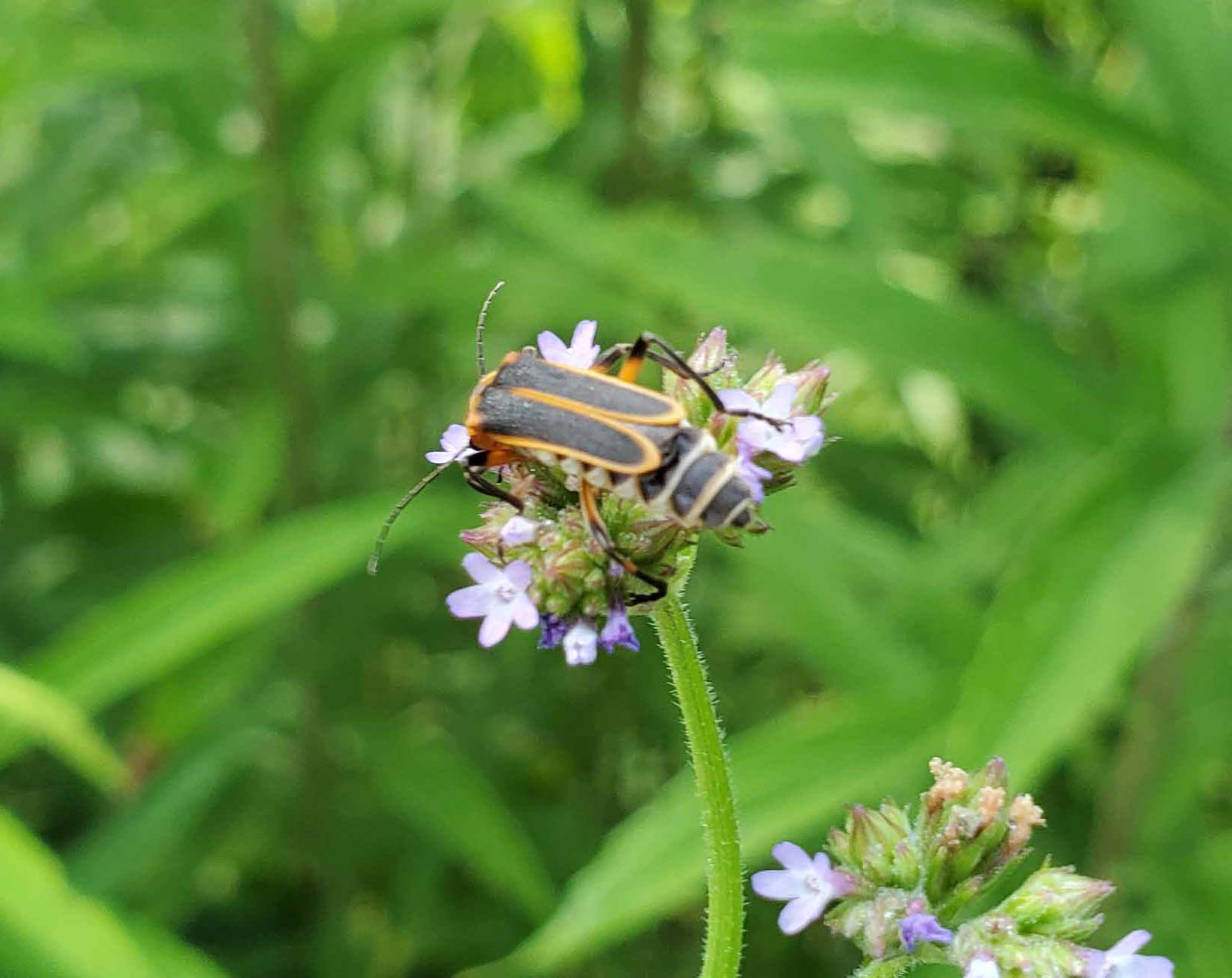 soldier beetle on flower